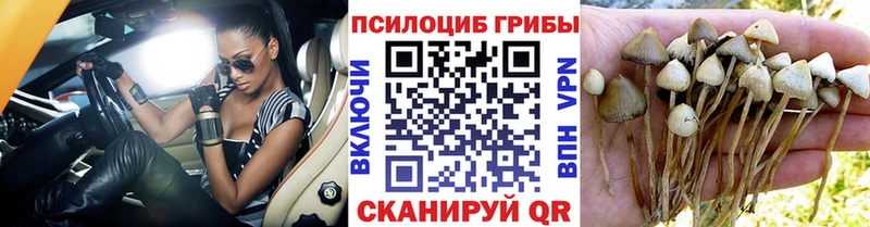 Псилоцибиновые грибы Psilocybe  сколько стоит  Инсар 